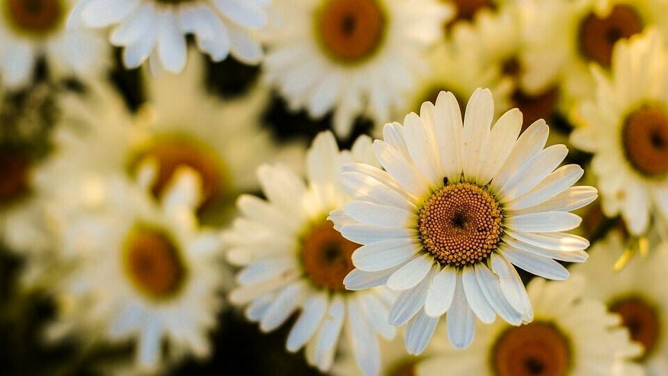 oxeye-583413_960_720|flores|flor